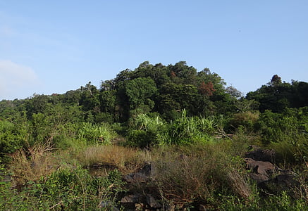 vegetation, flodbädden, Sharavati river, JOG, Falls, barrskog, västra ghats