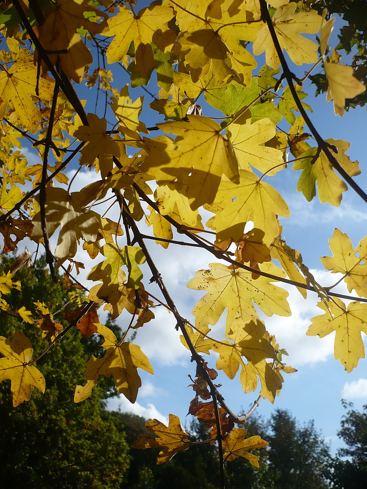 Javor, drvo, lišće, jesen, priroda, nebo, krajolici
