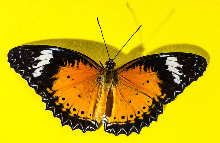 Motyl, owad, Motyl - owad, Natura, zwierząt, żółty, wing zwierzęcego