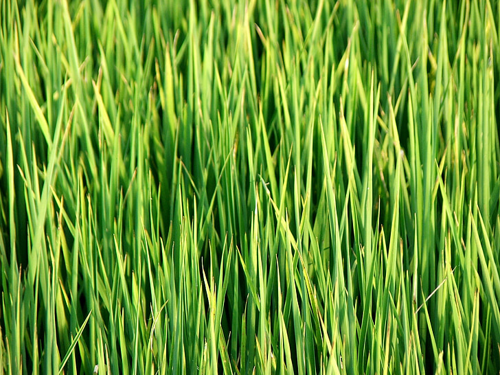 Taiwan, ryžové pole, tráva, Zelená, Príroda