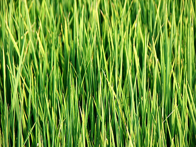 Taiwan, i ris felt, gresset, grønn, natur
