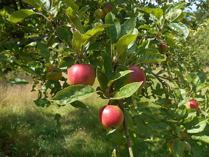 apple tree, tree, orchard, apples, garden, food, summer
