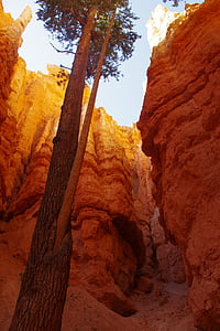 Bryce, Canyon, árvore, rocha, formação, céu, perspectiva