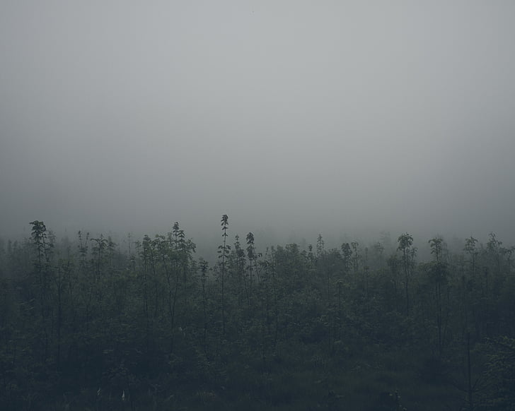 fog, green, plants, nature, grey, sky, foggy