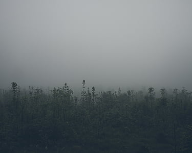 nevoeiro, verde, plantas, natureza, cinza, céu, nebuloso