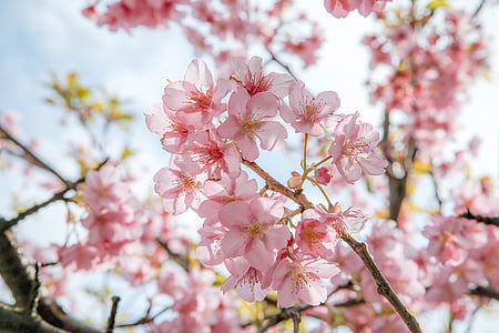 ķiršu ziedi, rozā, fiziska, Kawazu, Japāna