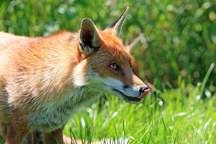 Fox, rood, likken, lippen, likken van de lippen, tong, hoofd