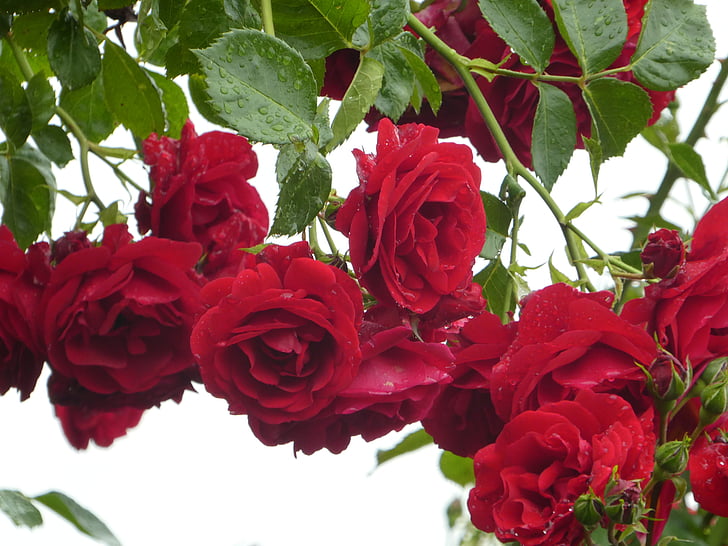 kletternde Rosen, rot, gefüllt, Blume, stieg, ranken, Bloom