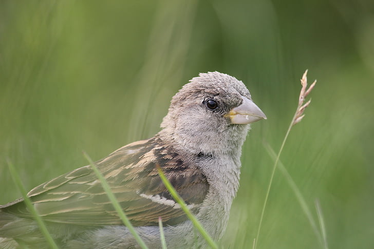 sperling, sparrow, bird, close, sparrows, one animal, animal wildlife
