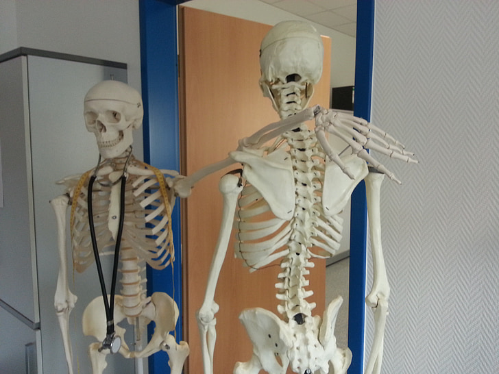 skelettet, Ben, medicinsk, läkare, sjukhus, modell, anatomi