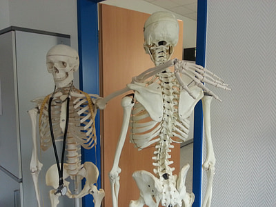 Скелет, кость, медицинские, Доктор, Больница, модель, Анатомия