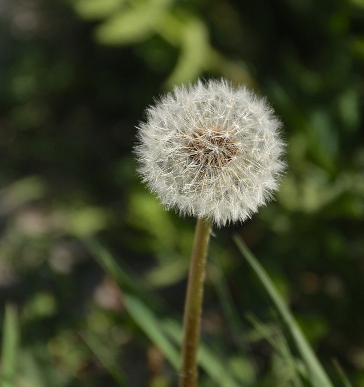 dandelion, weeds, wild, plant, seed position
