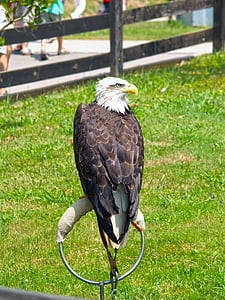 Aguila, park naturalny, rezerwat przyrody, Cabárceno, Santander, Mistrz, ptaki