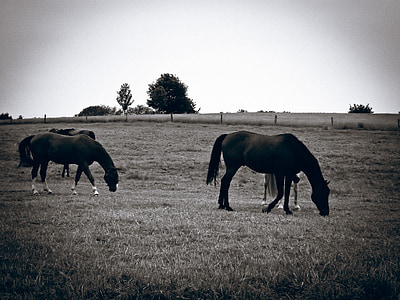 馬, 牧草地, 放牧, カップリング, 自然, 草, 茶色