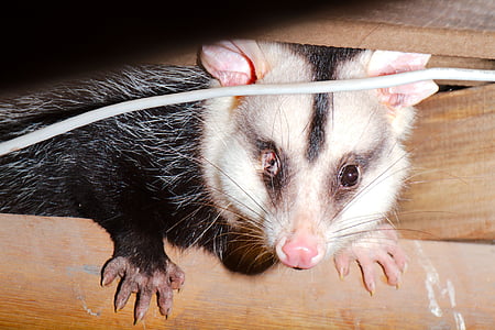animals, l'Uruguai, Pòssum comú, rat, fotografia de la natura, rosegador, món animal