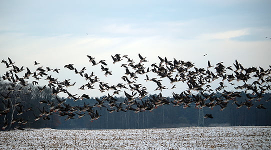 wild geese, winter, snow, migratory birds, swarm, geese, birds