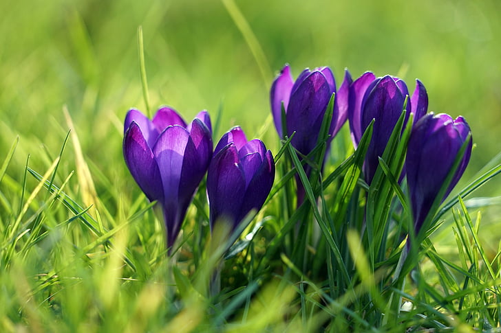 Крокус, фиолетовый, Весна, цветок весны., ранние промах, фиолетовый, Крокус весной