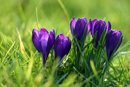 crocus, purple, spring, spring flower, early bloomer, violet, spring crocus