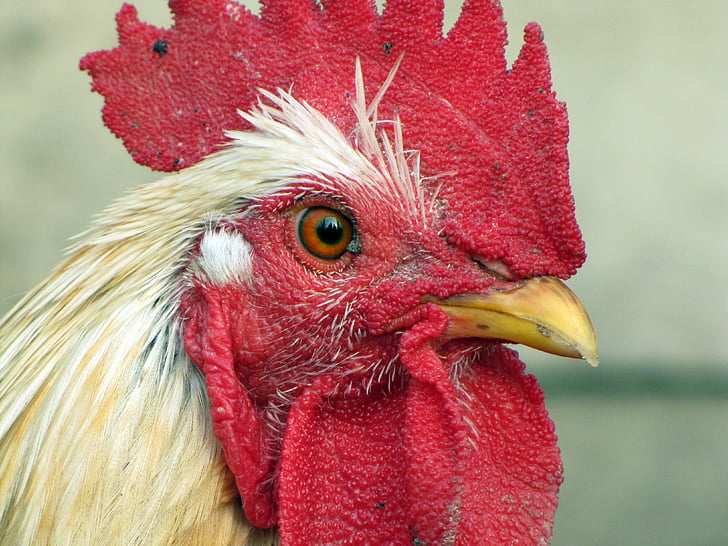 animale, uccello, pollo, primo piano, gallo, pollame, azienda agricola