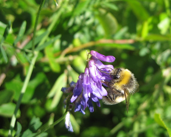 nyári, virág, méh, közeli kép:, rovar, természet, beporzás