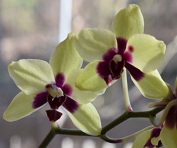hybridné phalaenopsis, Phalaenopsis, orchidea, žltá, červená, kvetináč rastliny, rastlín