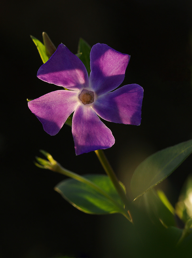 pervenche, flower, purple, nature, plant, petal, flower Head