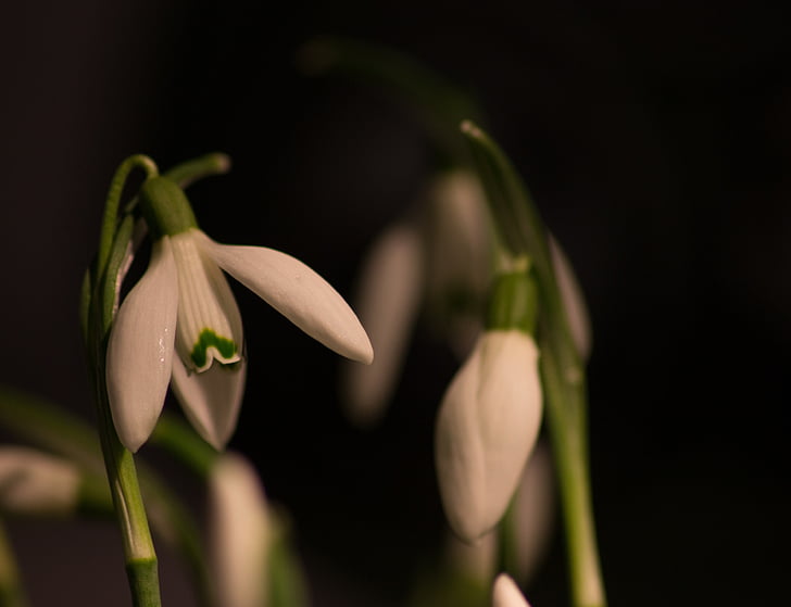 Snieguolė, makro, baltos gėlės, pavasarį