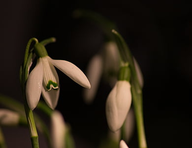 sniegpulkstenīte, makro, baltas puķes, Pavasaris