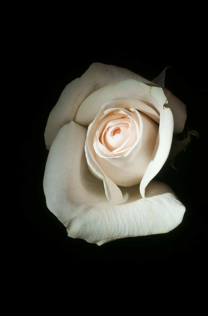 rosa, bianco, fiore, floreale, storia d'amore, Blossom, elegante