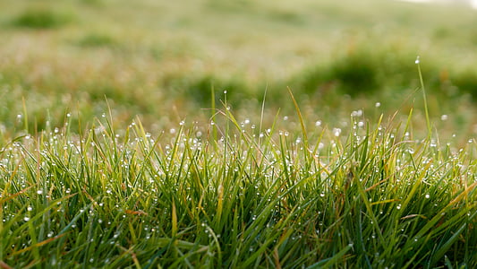 Close-up, rugiada, campo, erba, verde, terra, prato