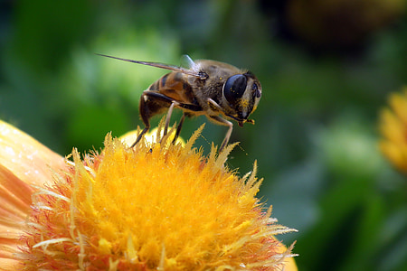 цветя, floriade, природата, насекоми, пчела, цветен прашец прах позиция headcomp, лято
