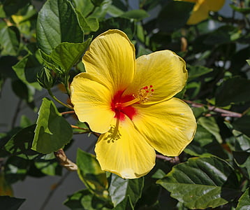 hibiscus, flower, yellow, petals, garden, stamens, leaves