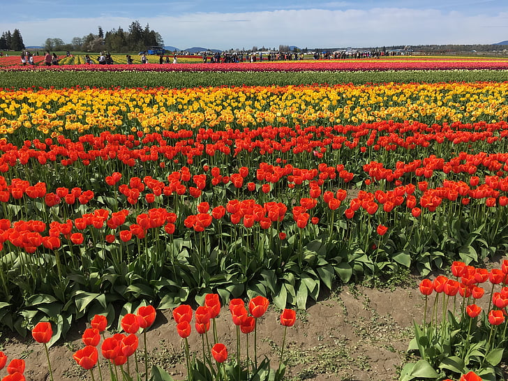vermell, groc, tulipes, ciutat de tulipa, Washington, EUA, primavera