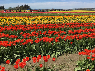 sarkana, dzeltena, tulpes, Tulip town, Washington, ASV, Pavasaris