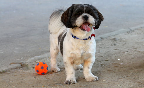 câine, juca, mingea, animal de casă, alb, negru, drăguţ