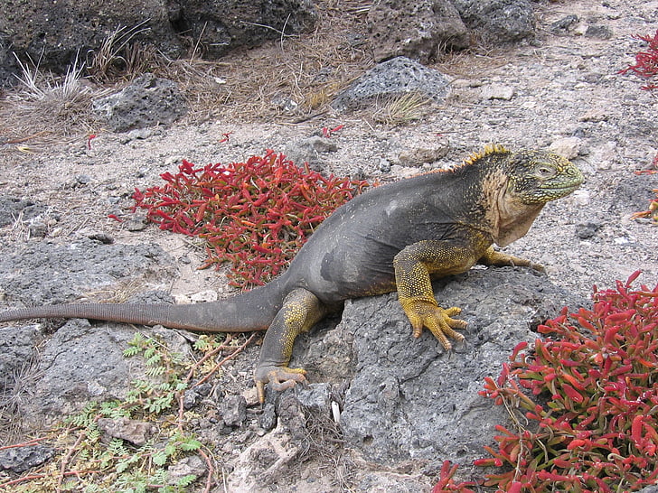 Iguana verda, Galàpagos, platja, sorra, roques, rèptil, vida silvestre