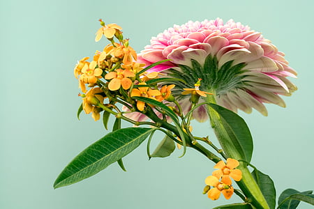 πράσινο, φύλλο, λουλούδι, φύση, φυτό, πέταλα, λουλούδι κεφάλι