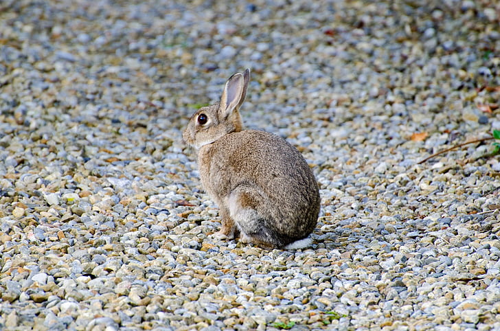 rabbit, mammal, brown, bunny, grass, gray, munch