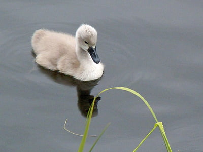 swan child, chicken, baby animal