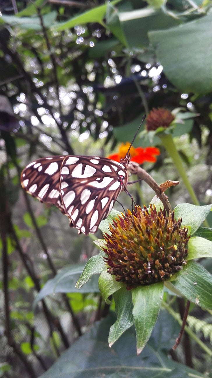 пеперуда, естествени, пеперуда градина