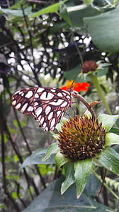 Motyl, naturalne, ogród motyli