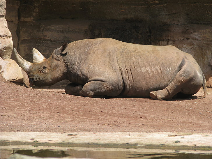 Rhino, se détendre, NAP, récupération, détente, récupérer, reste