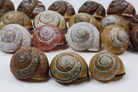 snail shells, arianta arbustorum, schalenweichtiere, reptiles, molluscs, snails, pattern