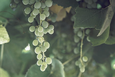grapes, vines, wine, fruit, vineyard, leaf, nature