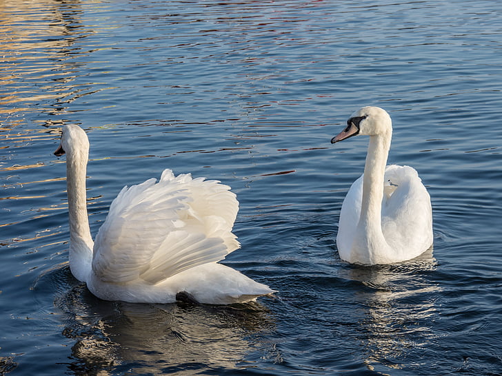Swan, more, vody, vták, biela, modrá, jazero