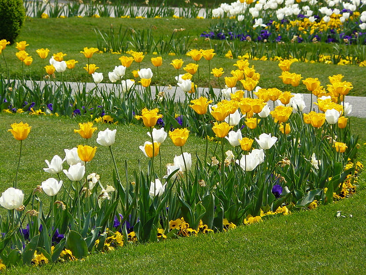 gėlynas, tulpės, tulpenbluete, gėlės, tulpių laukas, spalvinga, spalva