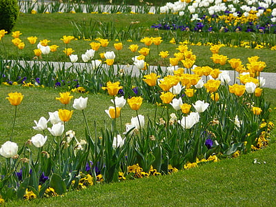 flower bed, tulips, tulpenbluete, flowers, tulip field, colorful, color