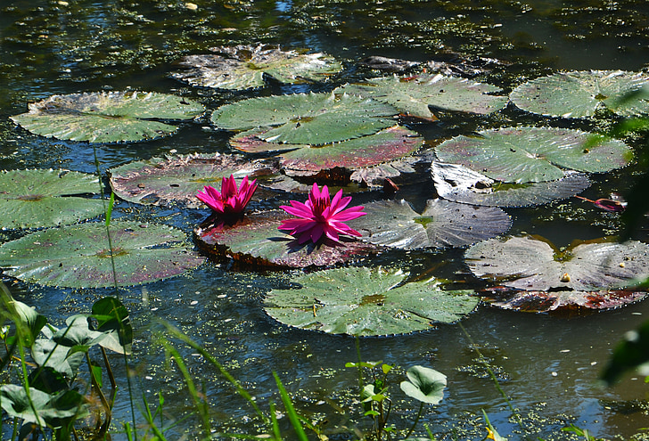 pond, lake, lily, flower, water, nature, landscape
