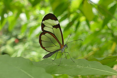 fluture de aripa de sticlă, insectă, fluture transparente, fluture, trei variante, fragile, zbura