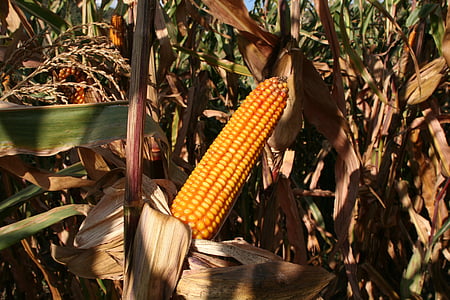 kukuričnom poli, kukurica, poľnohospodárstvo, rastlín, vidieka, zrelé, žltá